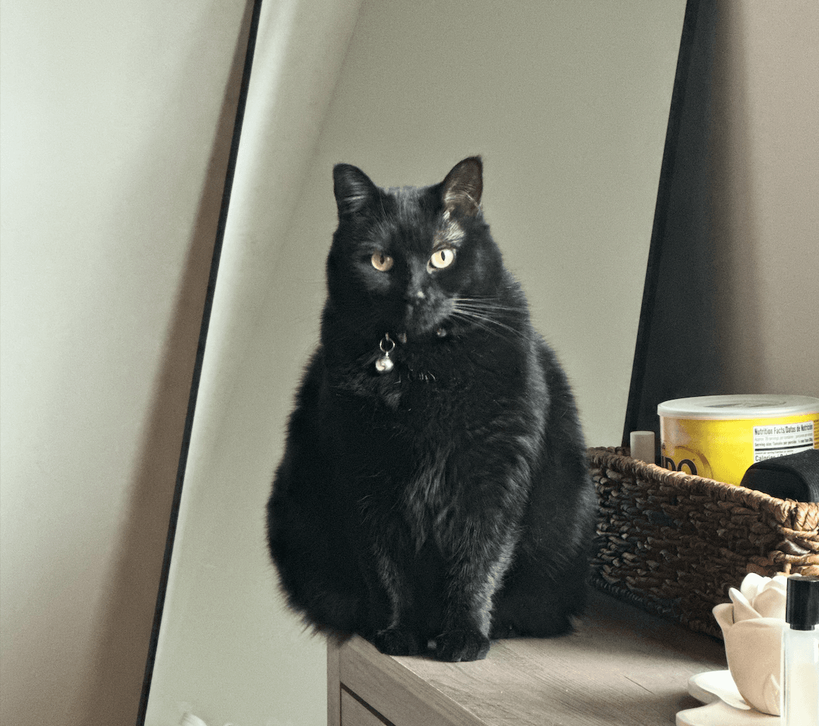 Cats